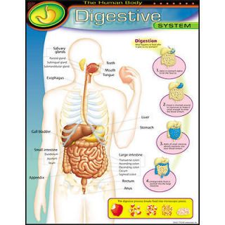DIGESTIVE SYSTEM Human Body Anatomy Science Trend Teacher Poster NEW