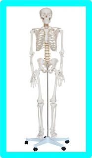   QUALITY LIFE SIZE HUMAN ANATOMY SKELETON ANATOMICAL MODEL with STAND