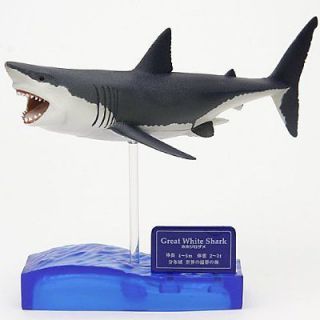 Colorata Great White Shark Museum Model SHARKS OF THE WORLD