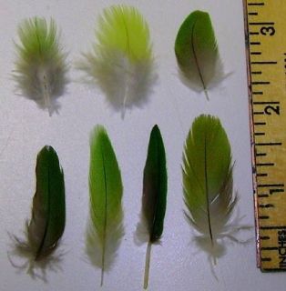 50 GREEN Parrot and Macaw Feathers 1/4 inch to 2 inches CHOOSE YOUR 