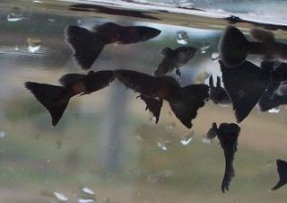 moscow guppies in Freshwater Species
