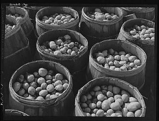   grade potatoes brought for sale to a starch factory in Van Buren,Maine