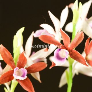 Phaius Orchid Miniature Clay Flower w Ceramic Pot Plant Garden Wedding 
