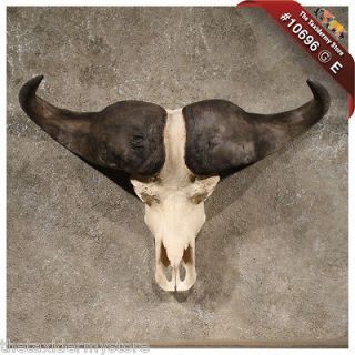 10696 Ⓖ E  African Cape Buffalo Skull & Horn Taxidermy Mount (Big 