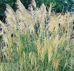 CHINESE SILVER GRASS MISCANTHUS SINENSIS 35 SEEDS NICE