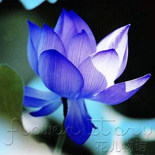 Pack 10+ Flower Seeds Blue Lotus Beautiful Sapphire Lotus Home 