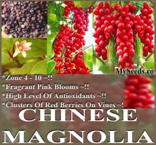 BULK Chinese Magnolia Vine, Schisandra chinensis, Seeds FRAGRANT PINK 