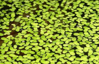 100+ Duckweed Aquarium Fish Tank Pond Live Plant Bio Filter