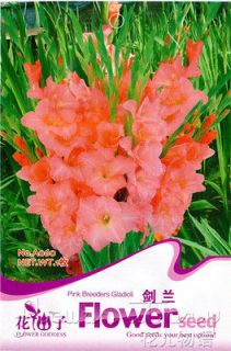 2 Gladiolus Seeds Popular Pink Hot Lovely Flowers Seeds