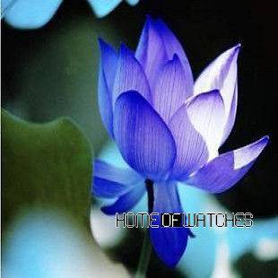 Blue Lotus Nelumbo Nucifera Flower 20pcs Seeds Plant