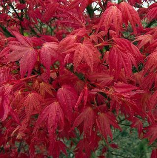 japanese maple acer palmatum 6 seeds gift from canada time