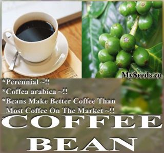   Coffea Arabica COFFEE BEAN SHRUB SEEDS ~ BEST COFFEE CUP OF JAVA