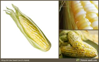 F1 Hybrid Bi Color Honey Sweet Corn/Maize vegetable/frui​t Asian 