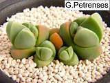Gibbaeum petrense Plant Seeds~Rare Succulent living stone~cactus~L 
