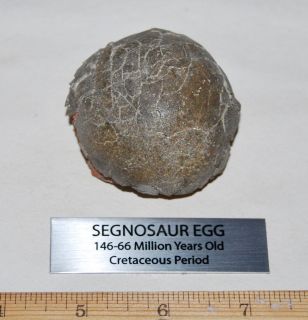 SEGNOSAUR Dinosaur Egg Fossil RARE