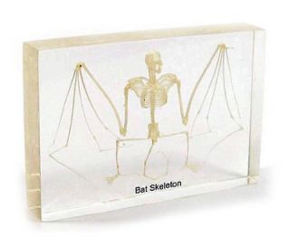 Real Fruit Bat Skeleton Taxidermy Specimen in Clear Acrylic Lucite 