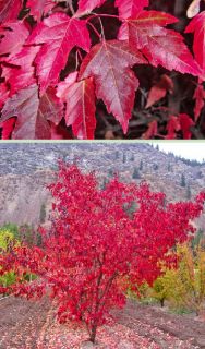   Maple, Acer ginnala Flame, Tree Seeds (Fall Colors, Hardy, Bonsai