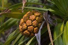   Utilis~Pineapp​le fruit tree seeds~Screw Pine~Pandan~No​t a palm