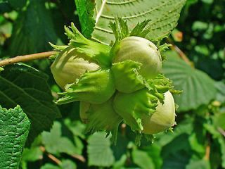   Hazelnut, (Filbert), Corylus avellana, Tree Seeds (Hardy, Edible Nuts