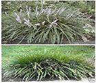 Variegated Monkey Grass Groundcover Liriope Lily Turf