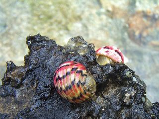 nerite snails in Aquarium & Fish