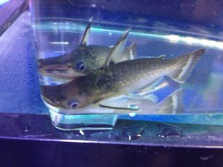 live fish freshwater in Freshwater Species