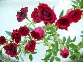 live rose plants in Flowers, Trees & Plants