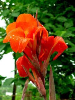 RED CANNA LILY Indian Shot Canna Indica Flower Seeds + Gift & Comb S 