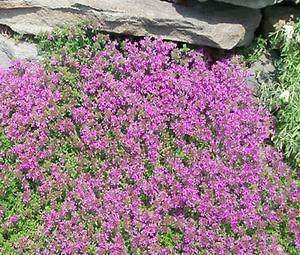 creeping thyme seeds in Flowers, Trees & Plants