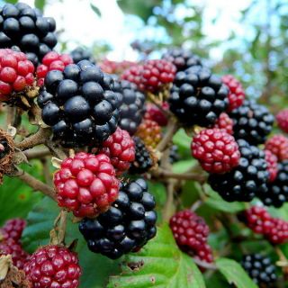   Plant   Delicious Berries, Pies, Medicinal Plant, Great Barrier Plant