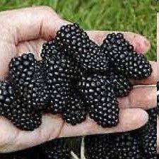 Vancouver Island Chester Blackberry Plant  20 Seeds Canada #1 Giant 