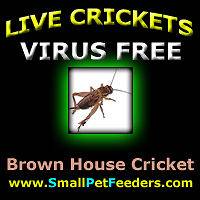   Live Brown House Crickets   FREE SHIPPING   Reptile Food fish BAIT