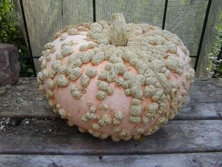 pumpkin seeds in Seeds & Bulbs