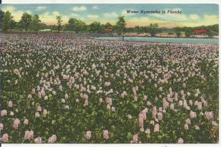 Antique Postcard WATER HYACINTHS IN FLORIDA Linen postmark Miami FL