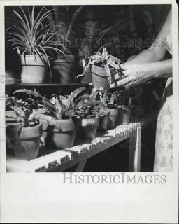 cryptanthus in Bromeliads