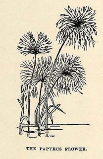 1904 Print Cyperus Papyrus Flower Reed Botanical Perennial Africa 