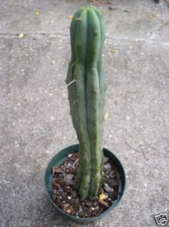 san pedro cactus in Plants