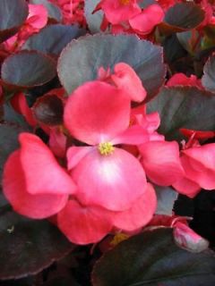 BEGONIA ANGEL WING Senator Red HOUSE PLANT SEEDS NEW