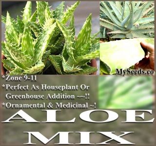 BULK Aloe Seeds Mix Excellent House Plants succulent 4 Greenhouse home 