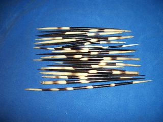 African Porcupine Quills For Crafts or Taxidermy Lot of 23