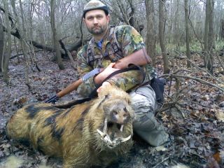 Hog hunting with dogs trips