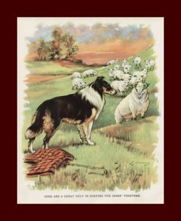 Border Collie Guarding Sheep by Bayzand, vintage print 1927