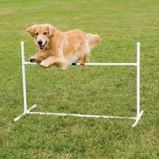 dog agility jump in Agility Training