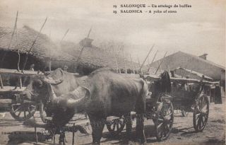 Salonica, Thessaloniki, a yoke of oxen, ox cart, old black and white 