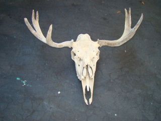   skull antlers Moose antlers horns taxidermy carving antler Moose head