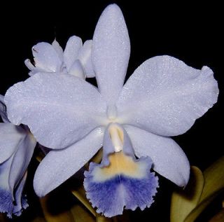 JEWELL ORCHIDS – BIN   BLUE Cattleya Joan Landsberg orchid plant