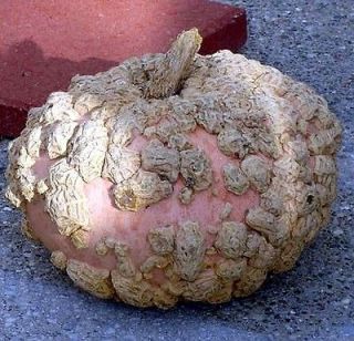 Bumpkin Pumpkin   Peanut Pumpkin 10 Seeds   Galeuse