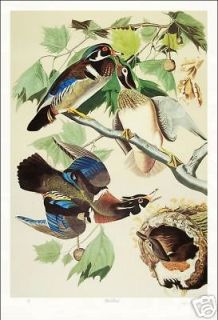 Ltd. Ed. Loates Audubon WOOD DUCK Bird Print Signed