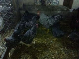Barred Rock Chicken Incubator Hatching Eggs 12