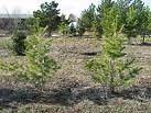 pine tree seedlings in Evergreen